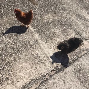 Meet your Posher, Katelyn